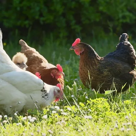 Air-conditioned With Fresh Eggs & Vegetables Villa