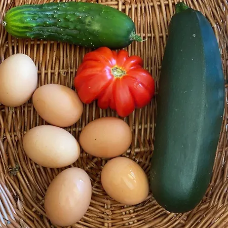 Villa Air-conditioned With Fresh Eggs & Vegetables Roquefort-les-Pins